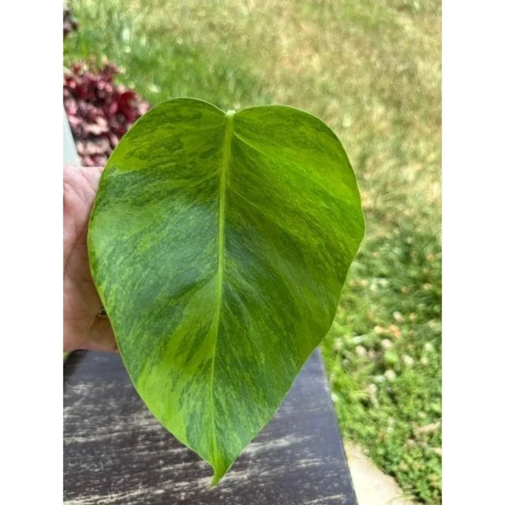 Monstera Aurea Variegated – Exact Live Rooted Plant - US Seller - A4
